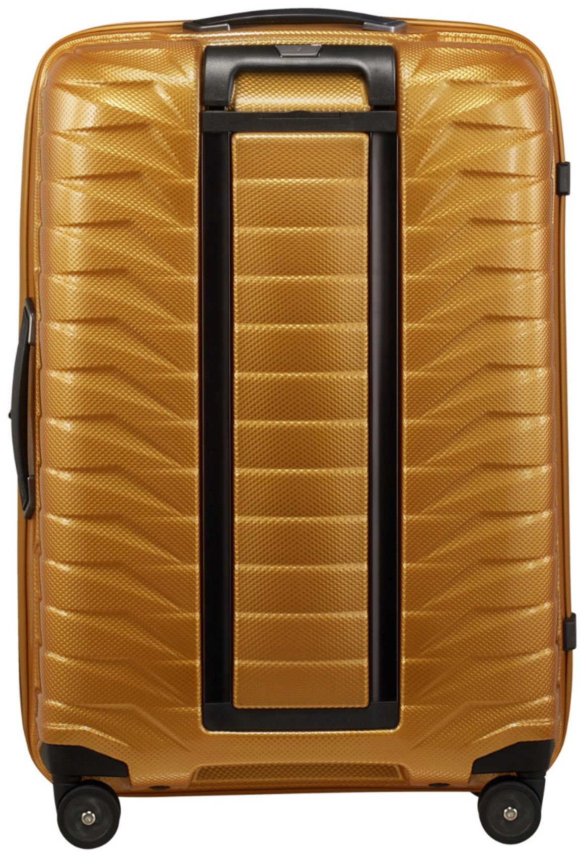 Honey Gold / M (60-70 cm)